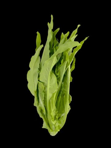 Mak Choi ca400g - Nederländerna