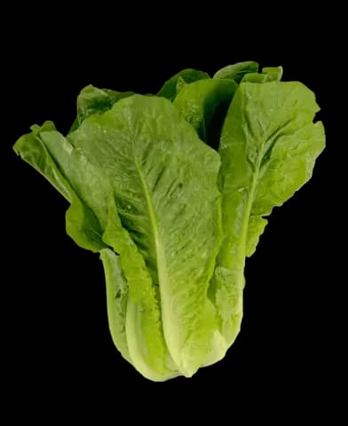 Romansallad ca300g/1st Nederländerna