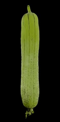 Luffe/Sikwa Liso ca 500-700g DOR