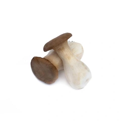 Kungsmussling (King Oyster Mushroom) ca200-250g - Kina