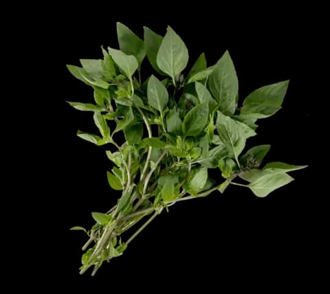 Thai Söt Basilika 100g/påse Thailand