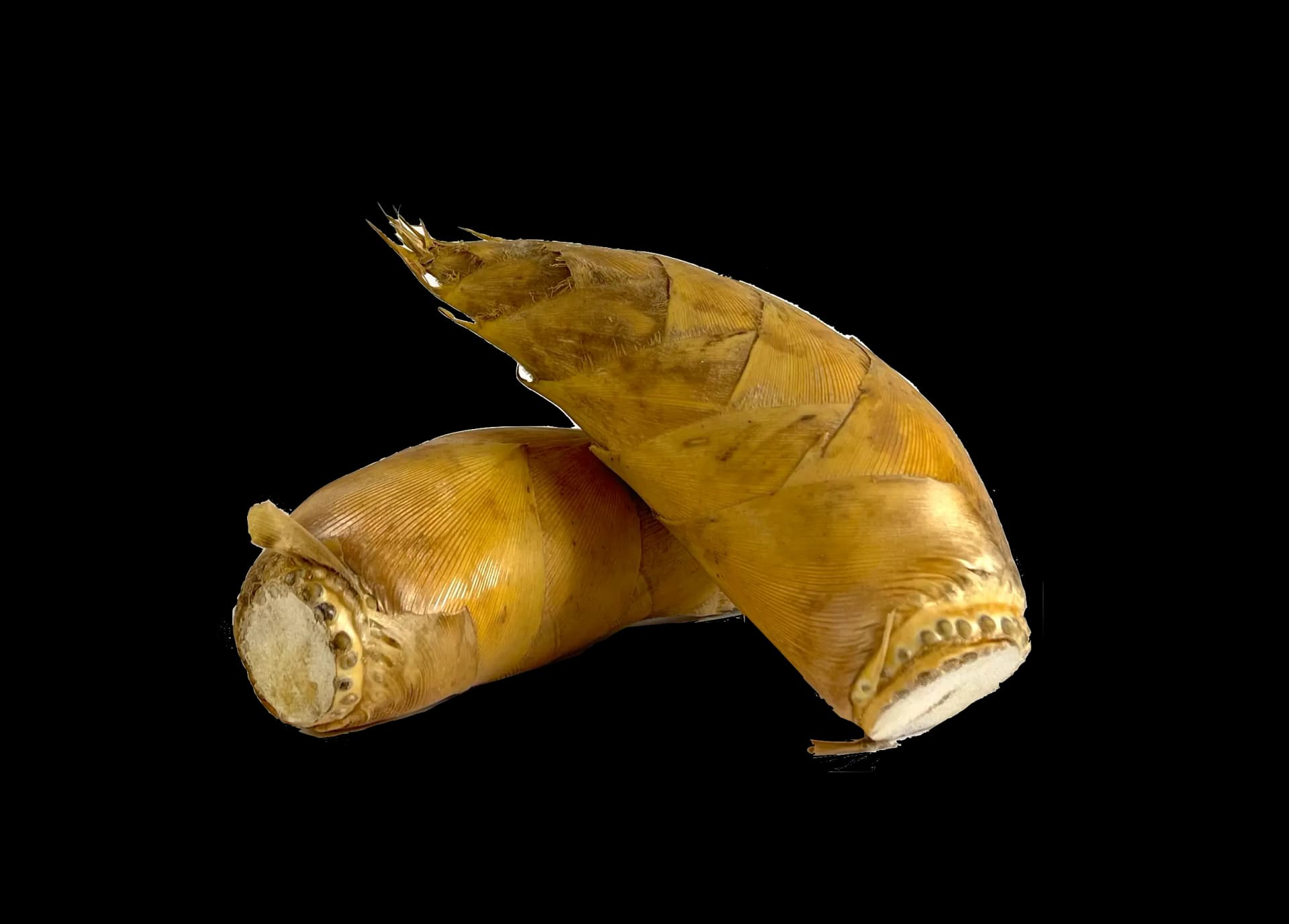Vinter-bambuskott Färsk 900-1000g Kina