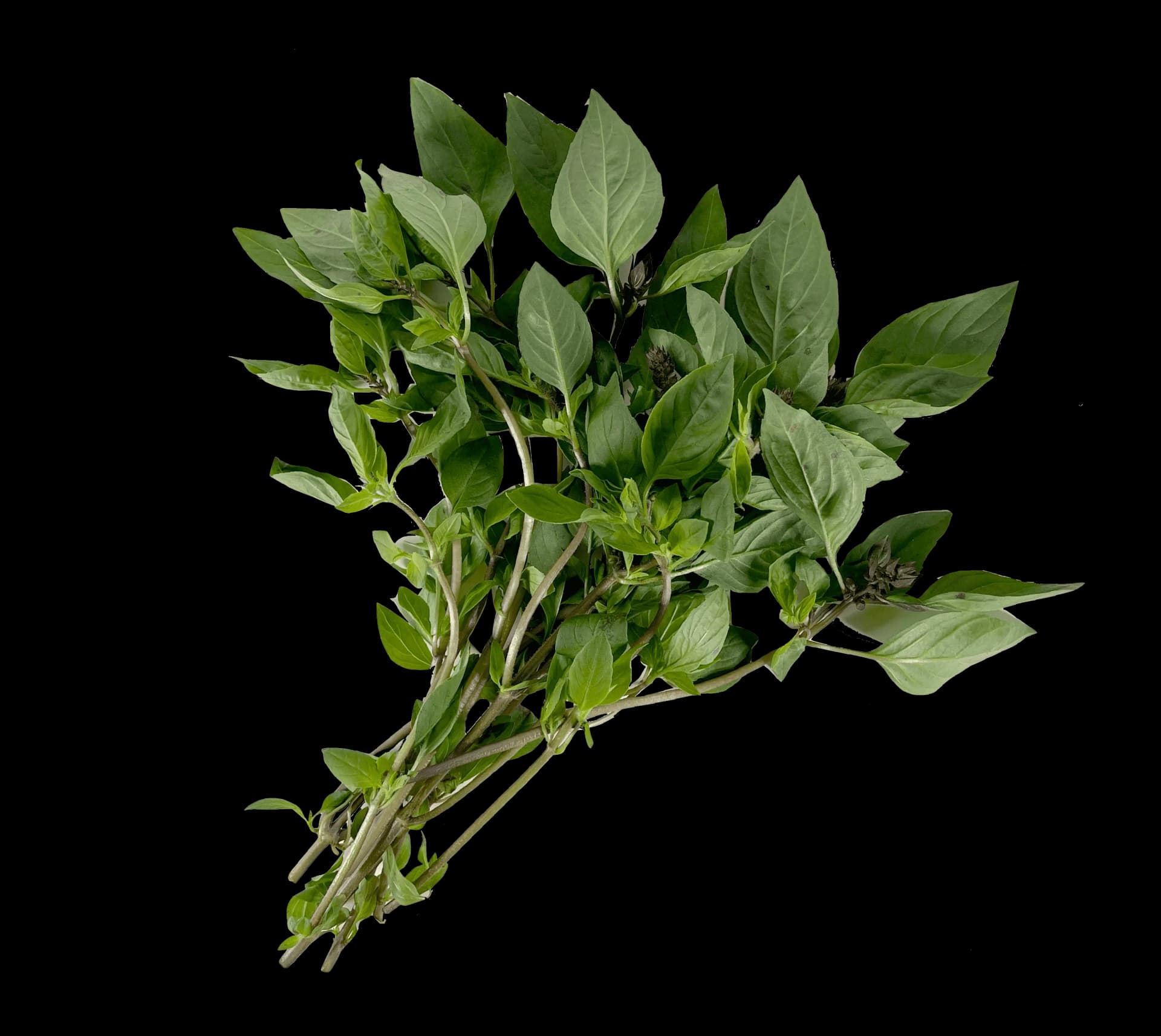 Thai Söt Basilika 100g/påse Thailand