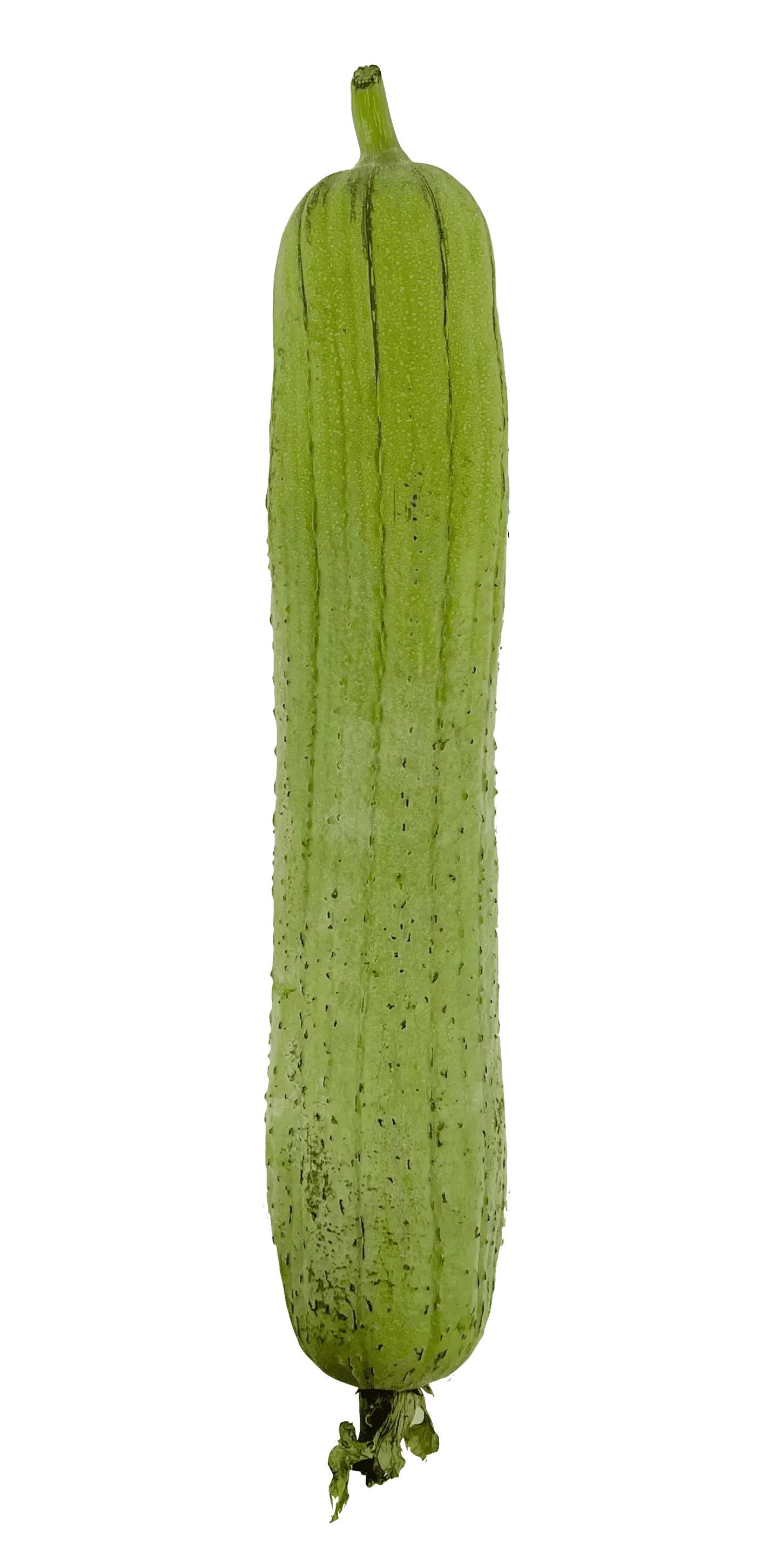 Luffe/Sikwa Liso ca 500-700g DOR