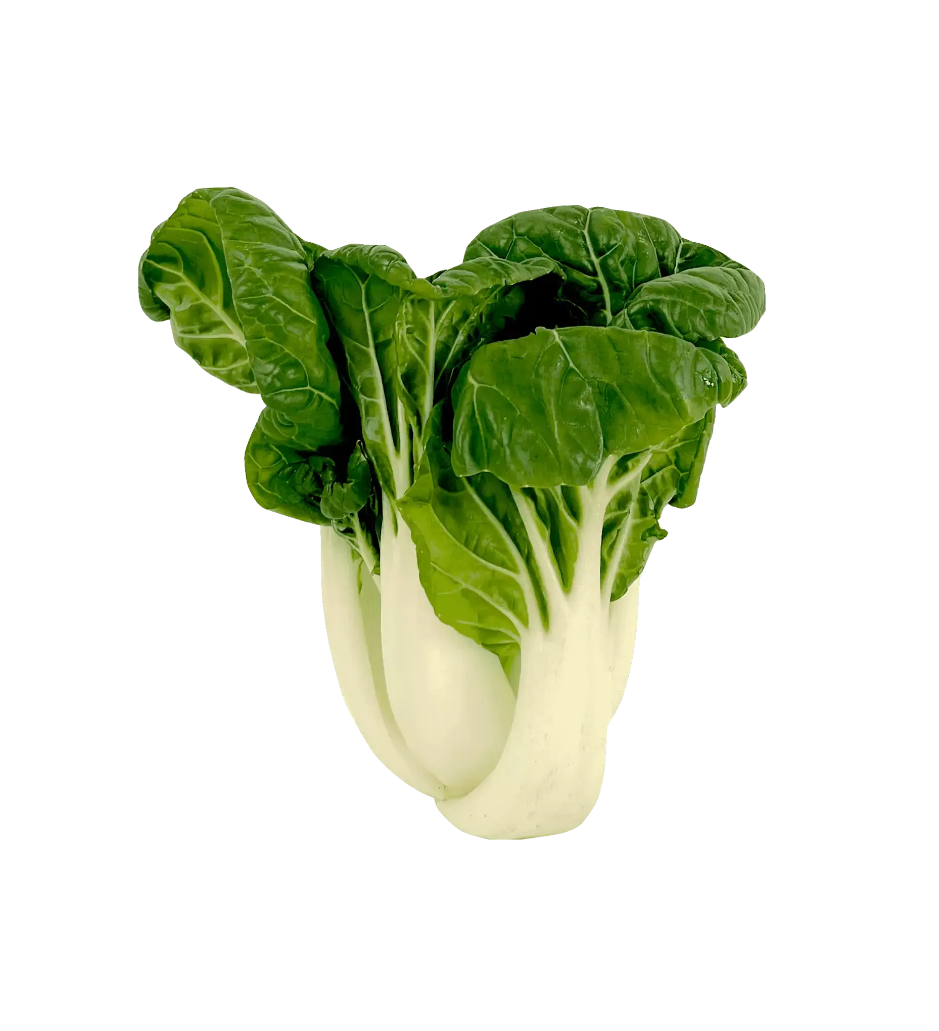 Bok Choy (Pak Choi) Mini Vit Stam ca500g  Nederländerna