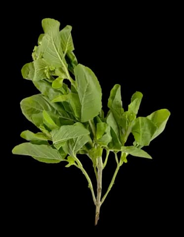 Thai Stark Basilika 100g/påse Thailand