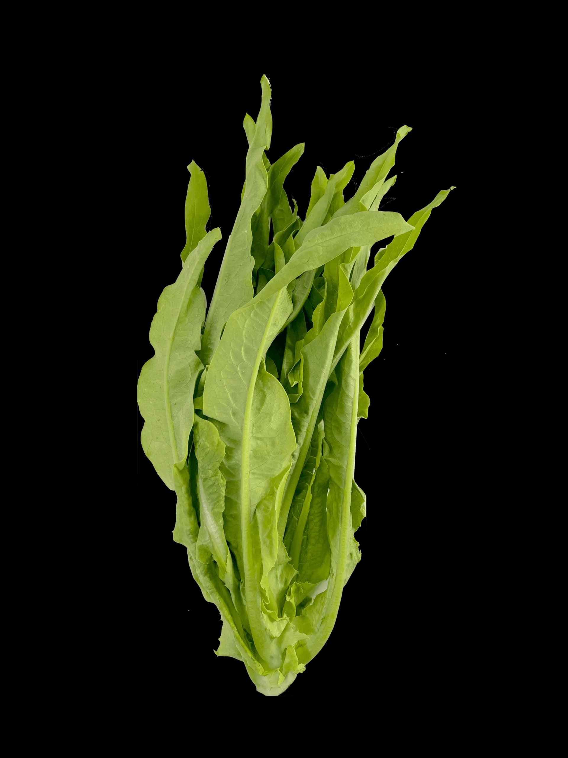 Mak Choi ca400g - Nederländerna
